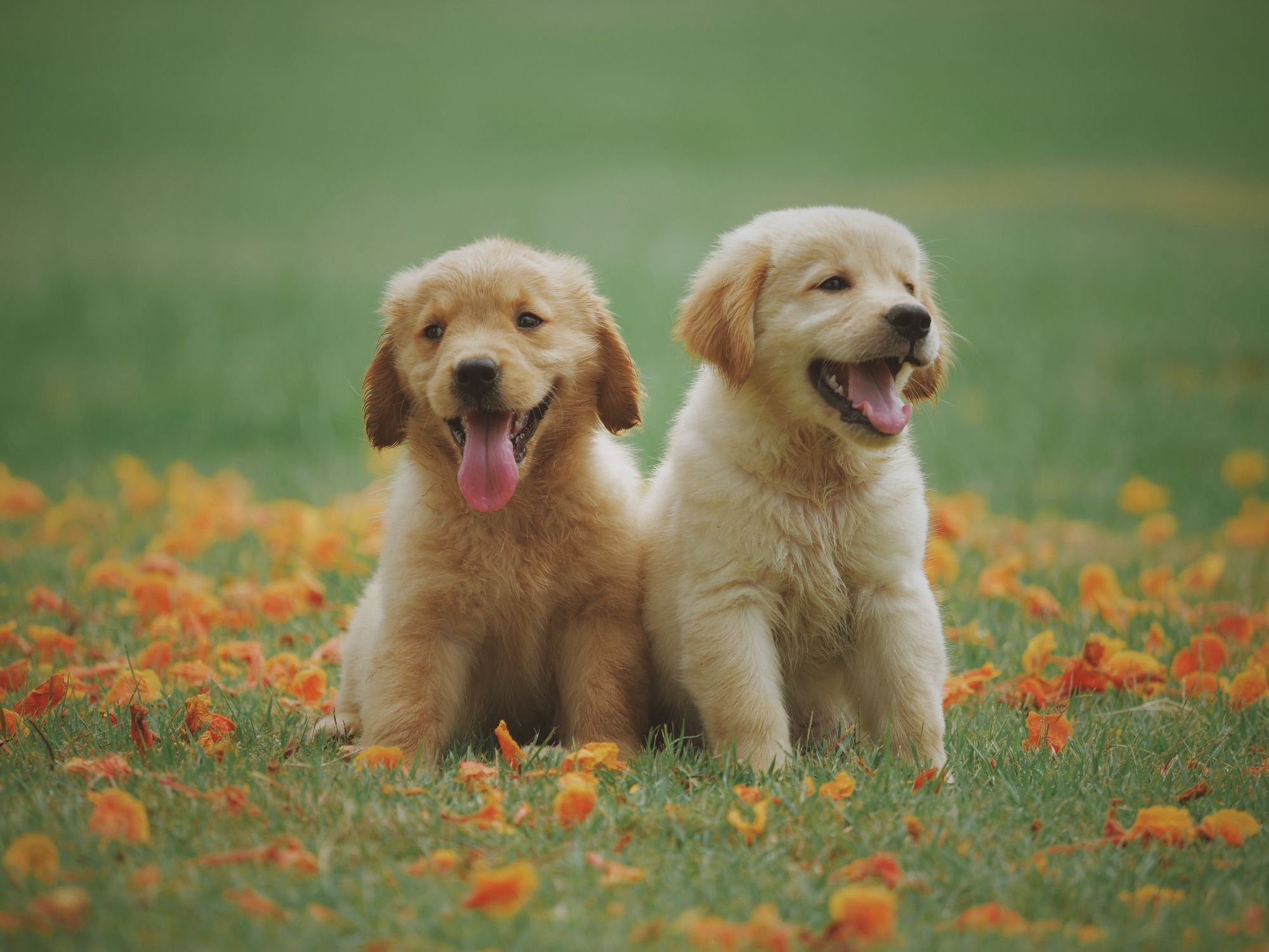 Animali domestici